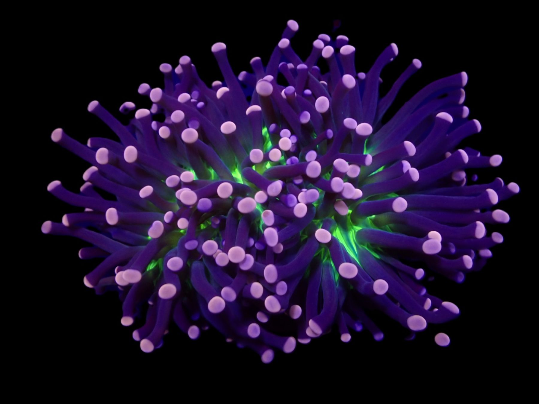 Euphyllia cristata (Joker)